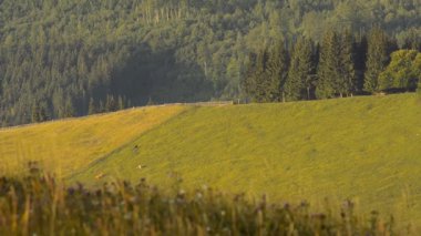 Karpatlar bir dağ çayır otlayan inekler.