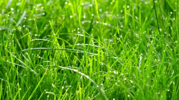 Fond d'herbe floue avec des gouttes d'eau. Coup 4K avec curseur motorisé .