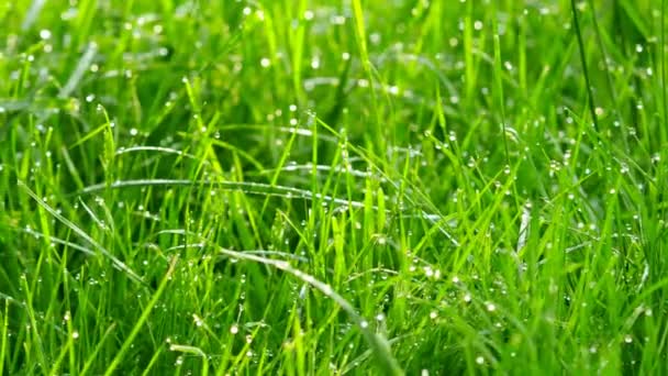 Blurred Grass Background Water Drops Shot Motorized Slider — Stock Video