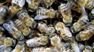 Kraliçe arı koruması. Apokültür, kırsal yaşam. Arıcılık.