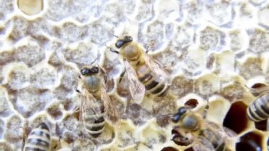 Meşgul arılar, bal peteği üzerinde çalışan arıları yakından izleyin. Arılar bazı hayvanları ve bal peteği yapısını göstererek yaklaşırlar..