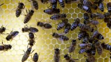 Meşgul arılar, bal peteği üzerinde çalışan arıları yakından izleyin. Arılar bazı hayvanları ve bal peteği yapısını göstererek yaklaşırlar..