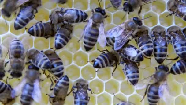 Abejas Ocupadas Vista Cerca Las Abejas Que Trabajan Panal Las — Vídeos de Stock