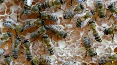 Meşgul arılar, bal peteği üzerinde çalışan arıları yakından izleyin. Arılar bazı hayvanları ve bal peteği yapısını göstererek yaklaşırlar..