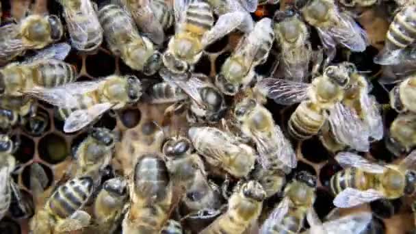 女王蜂の詳細 農村部の生活 養蜂業 — ストック動画