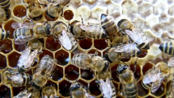 忙碌的蜜蜂 近距离观察蜂窝上的工蜂 蜜蜂特写 展示一些动物和蜂窝结构 — 图库视频影像
