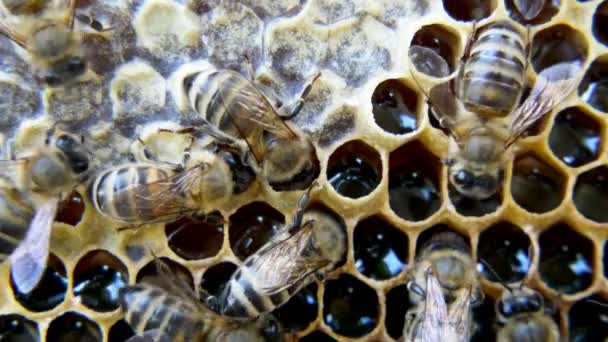 Abeilles Occupées Vue Rapprochée Des Abeilles Actives Sur Nid Abeille — Video