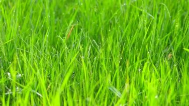 Su damlaları ile bulanık çim arka plan. 4k Motorlu slider ile vurdu.