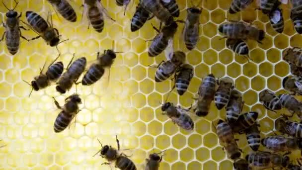 Занятые Пчелы Близкий Обзор Рабочих Пчел Сотах Пчелы Вблизи Показывают — стоковое видео