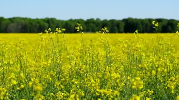 Жовті Квіти Олійних Культур Полі Навесні — стокове відео