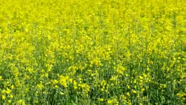 黄色油菜花油料在春天中的字段 — 图库视频影像