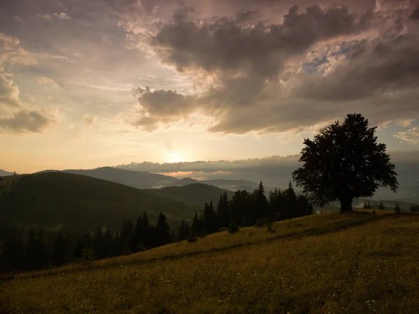 Hill One Tree Mountain Landscape Lonely Tree Hiking Path Tourism — Stock Photo, Image