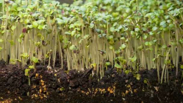 Planta Som Växer Från Smuts Tidsfördröjning Video Microgreens Hälsosam Mat — Stockvideo