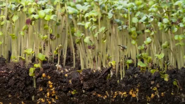 Uma Plântula Crescendo Partir Vídeo Lapso Tempo Sujeira Microgreens Alimentos — Vídeo de Stock