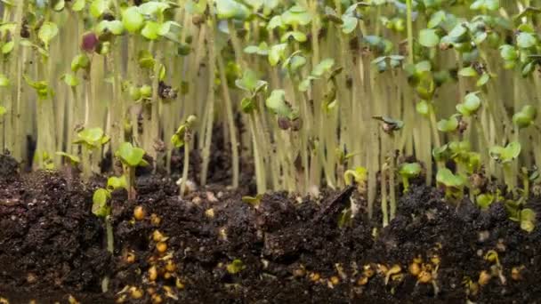 Planta Som Växer Från Smuts Tidsfördröjning Video Microgreens Hälsosam Mat — Stockvideo