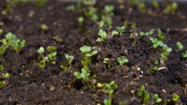 Kir zaman atlamalı video büyüyen bir fide. Microgreens vitaminler sağlıklı gıda.