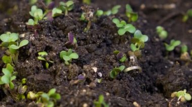 Kir zaman atlamalı video büyüyen bir fide. Microgreens vitaminler sağlıklı gıda.