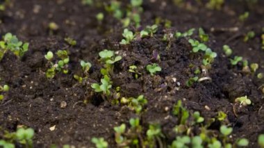 Kir zaman atlamalı video büyüyen bir fide. Microgreens vitaminler sağlıklı gıda.