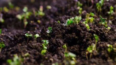 Kir zaman atlamalı video büyüyen bir fide. Microgreens vitaminler sağlıklı gıda.