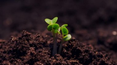 Kir zaman atlamalı video büyüyen bir fide. Microgreens vitaminler sağlıklı gıda.