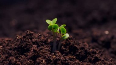 Kir zaman atlamalı video büyüyen bir fide. Microgreens vitaminler sağlıklı gıda.