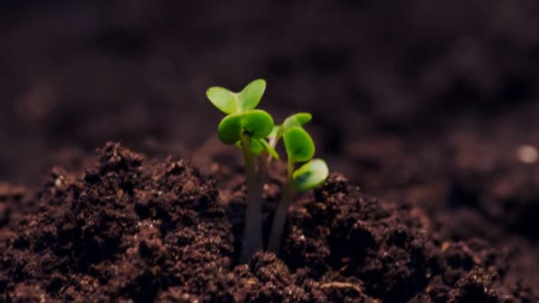 Uma Plântula Crescendo Partir Vídeo Lapso Tempo Sujeira Microgreens Alimentos — Vídeo de Stock