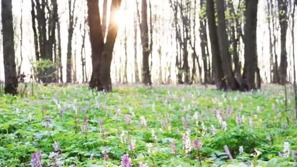 Полость Корня Corydalis Cava Цветущая Лесной Подстилке Парке Весной — стоковое видео
