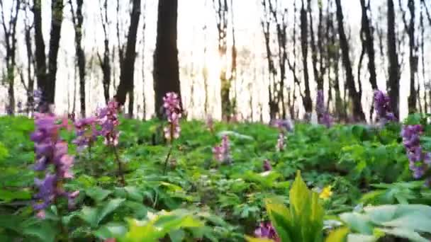 Raíz Hueca Corydalis Cava Floreciendo Suelo Del Bosque Parque Durante — Vídeos de Stock