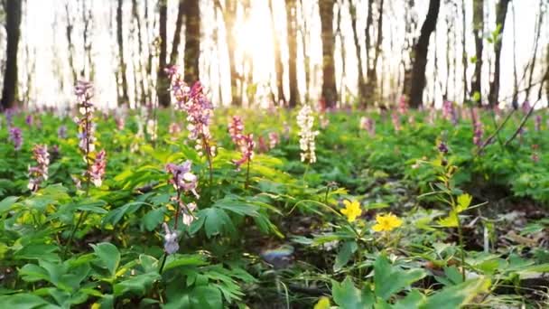 春の間 公園の森の床に咲く中空根 コリダリスカバ スローモーションビデオ — ストック動画