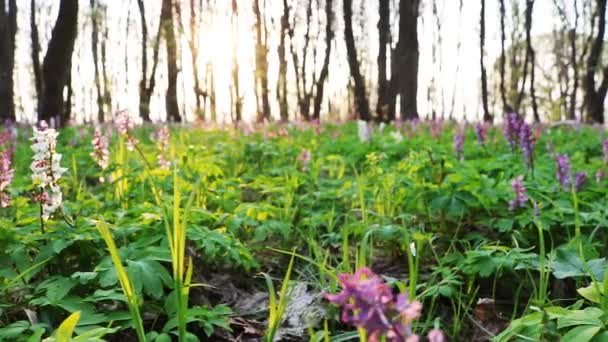 春の間 公園の森の床に咲く中空根 コリダリスカバ スローモーションビデオ — ストック動画
