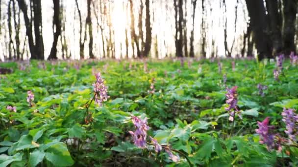 Raíz Hueca Corydalis Cava Floreciendo Suelo Del Bosque Parque Durante — Vídeos de Stock