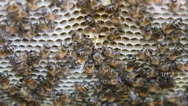 Las Abejas Producen Miel Colmena Vista Colmena Desde Interior — Vídeos de Stock