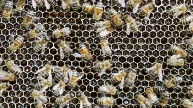 Arılar kovanda bal üretirler. Kovanın içeriden görünümü.