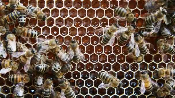 蜜蜂在蜂巢里产蜂蜜 从内部查看蜂巢 — 图库视频影像