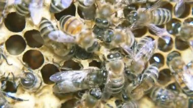 Arılar bal üretir. Görünümü kapat. Yavaş hareket.