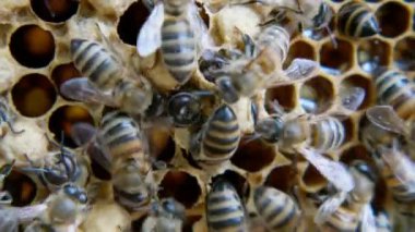 Arılar bal üretir. Görünümü kapat. Yavaş hareket.