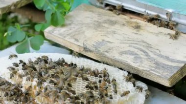 Arılar bal üretir. Görünümü kapat. Yavaş hareket.