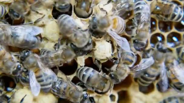 Las Abejas Producen Miel Vista Cercana Movimiento Lento — Vídeos de Stock