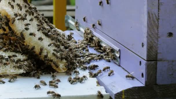 Bijen Produceren Honing Weergave Sluiten Slow Motion — Stockvideo