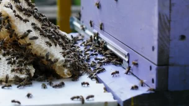 Las Abejas Producen Miel Vista Cerca Del Trabajo Las Abejas — Vídeo de stock