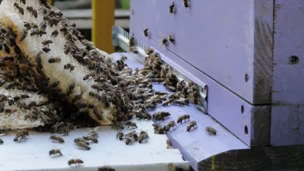 Las Abejas Producen Miel Vista Cerca Del Trabajo Las Abejas — Vídeo de stock