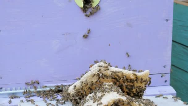 ミツバチは蜂蜜を生産します ミツバチの作品のクローズショット — ストック動画