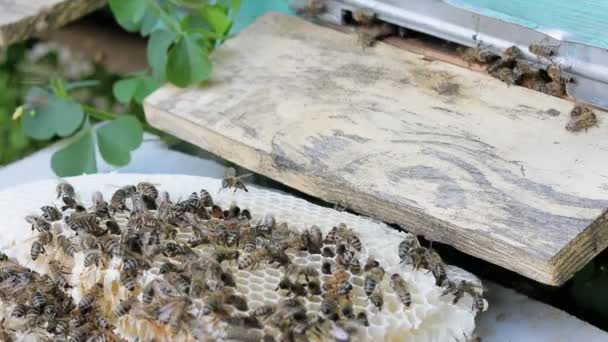 Медоносні Бджоли Виробляють Мед Закритий Знімок Роботи Бджіл — стокове відео