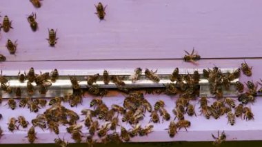 Bal toplama arasındaki mola sırasında, arılar kovanın girişini temizler..