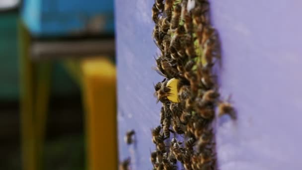 蜂蜜を収集する間の休憩の間に ミツバチは彼らの巣の入り口をきれいにします — ストック動画