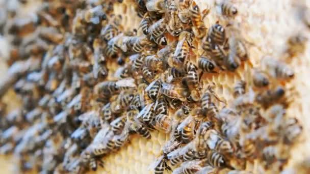 Honigbienen Produzieren Honig Nahaufnahme Der Arbeit Der Bienen — Stockvideo