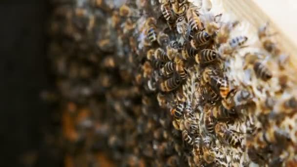 Bal Arıları Bal Üretir Arıların Çalışmalarının Yakın Çekim — Stok video