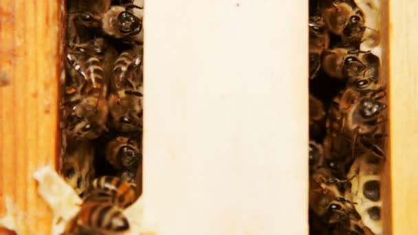 蜜蜂产生蜂蜜 蜜蜂工作的近距离拍摄 — 图库视频影像