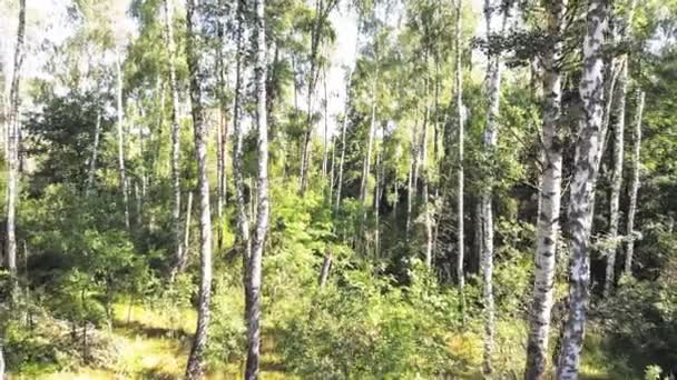 Câmera Voa Entre Árvores Uma Densa Floresta Selvagem Manhã Verão — Vídeo de Stock