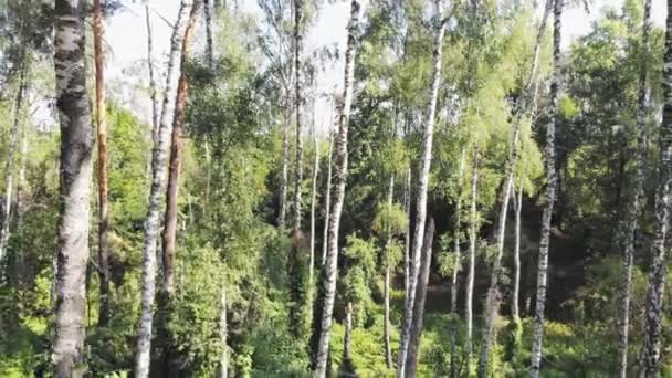 Κάμερα Πετάει Ανάμεσα Στα Δέντρα Ένα Πυκνό Άγριο Δάσος Καλοκαιρινό — Αρχείο Βίντεο